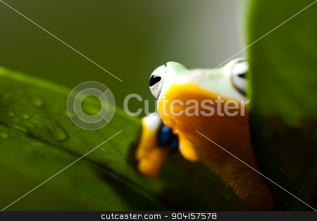 To use this stock image in your creative project, please select the size you need over to the right and click the "Add to Cart" button.
Your downloaded image will come with the Cutcaster watermark removed so don’t worry about the watermark you see on this page. Green tree frog on colorful background stock photo, Green tree frog on colorful background by Sebastian Duda