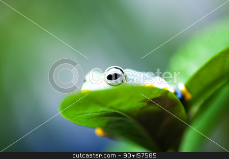 To use this stock image in your creative project, please select the size you need over to the right and click the "Add to Cart" button.
Your downloaded image will come with the Cutcaster watermark removed so don’t worry about the watermark you see on this page. Green tree frog on colorful background stock photo, Green tree frog on colorful background by Sebastian Duda