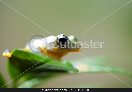 To use this stock image in your creative project, please select the size you need over to the right and click the "Add to Cart" button.
Your downloaded image will come with the Cutcaster watermark removed so don’t worry about the watermark you see on this page. Green tree frog on colorful background stock photo, Green tree frog on colorful background by Sebastian Duda