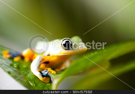 To use this stock image in your creative project, please select the size you need over to the right and click the "Add to Cart" button.
Your downloaded image will come with the Cutcaster watermark removed so don’t worry about the watermark you see on this page. Green tree frog on colorful background stock photo, Green tree frog on colorful background by Sebastian Duda