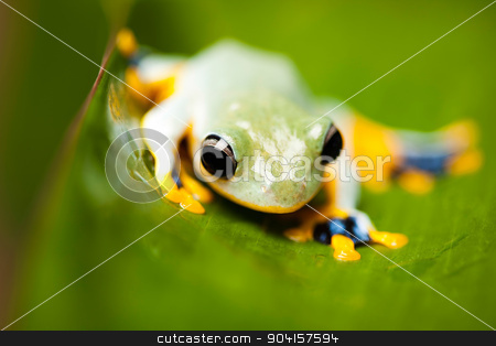 To use this stock image in your creative project, please select the size you need over to the right and click the "Add to Cart" button.
Your downloaded image will come with the Cutcaster watermark removed so don’t worry about the watermark you see on this page. Green tree frog on colorful background stock photo, Green tree frog on colorful background by Sebastian Duda