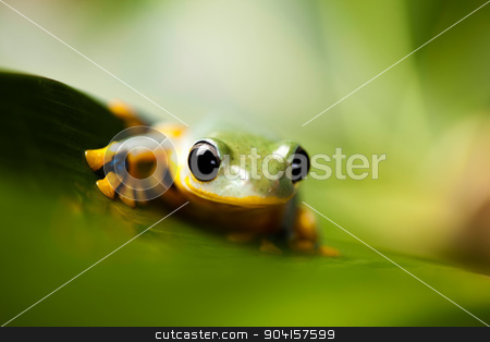 To use this stock image in your creative project, please select the size you need over to the right and click the "Add to Cart" button.
Your downloaded image will come with the Cutcaster watermark removed so don’t worry about the watermark you see on this page. Green tree frog on colorful background stock photo, Green tree frog on colorful background by Sebastian Duda