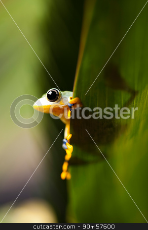 To use this stock image in your creative project, please select the size you need over to the right and click the "Add to Cart" button.
Your downloaded image will come with the Cutcaster watermark removed so don’t worry about the watermark you see on this page. Green tree frog on colorful background stock photo, Green tree frog on colorful background by Sebastian Duda