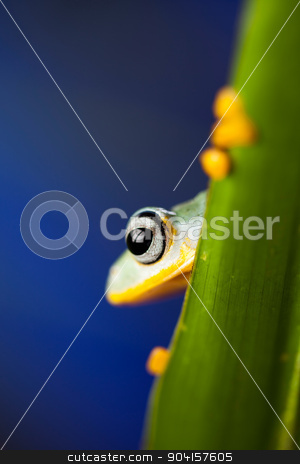 To use this stock image in your creative project, please select the size you need over to the right and click the "Add to Cart" button.
Your downloaded image will come with the Cutcaster watermark removed so don’t worry about the watermark you see on this page. Frog on the leaf on colorful background stock photo, Frog on the leaf on colorful background by Sebastian Duda