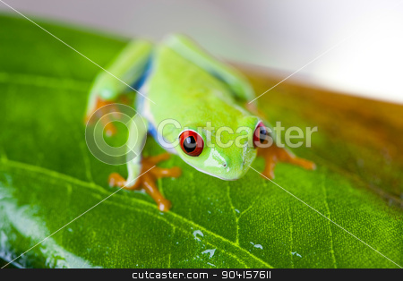 To use this stock image in your creative project, please select the size you need over to the right and click the "Add to Cart" button.
Your downloaded image will come with the Cutcaster watermark removed so don’t worry about the watermark you see on this page. Tree frog on colorful background stock photo, Tree frog on colorful background by Sebastian Duda