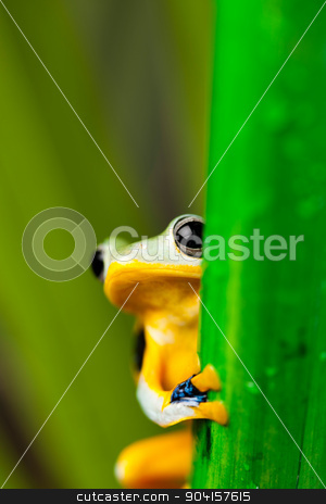 To use this stock image in your creative project, please select the size you need over to the right and click the "Add to Cart" button.
Your downloaded image will come with the Cutcaster watermark removed so don’t worry about the watermark you see on this page. Frog on the leaf on colorful background stock photo, Frog on the leaf on colorful background by Sebastian Duda