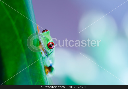 To use this stock image in your creative project, please select the size you need over to the right and click the "Add to Cart" button.
Your downloaded image will come with the Cutcaster watermark removed so don’t worry about the watermark you see on this page. Red eye tree frog on leaf on colorful background stock photo, Red eye tree frog on leaf on colorful background by Sebastian Duda