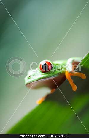 To use this stock image in your creative project, please select the size you need over to the right and click the "Add to Cart" button.
Your downloaded image will come with the Cutcaster watermark removed so don’t worry about the watermark you see on this page. Frog in the jungle on colorful background stock photo, Frog in the jungle on colorful background by Sebastian Duda