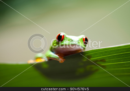 To use this stock image in your creative project, please select the size you need over to the right and click the "Add to Cart" button.
Your downloaded image will come with the Cutcaster watermark removed so don’t worry about the watermark you see on this page. Frog in the jungle on colorful background stock photo, Frog in the jungle on colorful background by Sebastian Duda