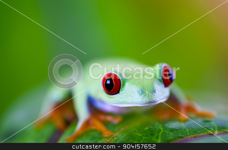 To use this stock image in your creative project, please select the size you need over to the right and click the "Add to Cart" button.
Your downloaded image will come with the Cutcaster watermark removed so don’t worry about the watermark you see on this page. Tree frog on colorful background stock photo, Tree frog on colorful background by Sebastian Duda