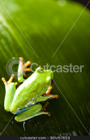 To use this stock image in your creative project, please select the size you need over to the right and click the "Add to Cart" button.
Your downloaded image will come with the Cutcaster watermark removed so don’t worry about the watermark you see on this page. Frog in the jungle on colorful background stock photo, Frog in the jungle on colorful background by Sebastian Duda