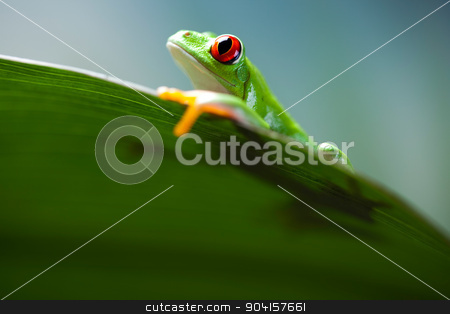 To use this stock image in your creative project, please select the size you need over to the right and click the "Add to Cart" button.
Your downloaded image will come with the Cutcaster watermark removed so don’t worry about the watermark you see on this page. Exotic frog on colorful background stock photo, Exotic frog on colorful background by Sebastian Duda