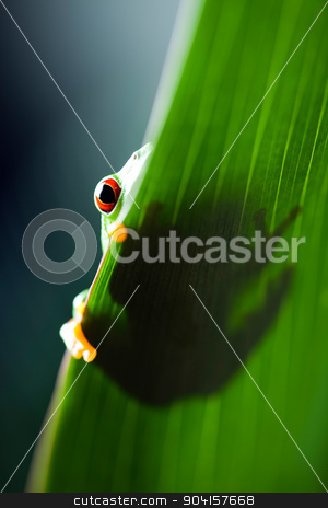 To use this stock image in your creative project, please select the size you need over to the right and click the "Add to Cart" button.
Your downloaded image will come with the Cutcaster watermark removed so don’t worry about the watermark you see on this page. Exotic frog on colorful background stock photo, Exotic frog on colorful background by Sebastian Duda