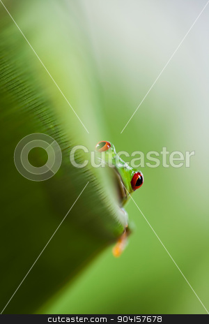To use this stock image in your creative project, please select the size you need over to the right and click the "Add to Cart" button.
Your downloaded image will come with the Cutcaster watermark removed so don’t worry about the watermark you see on this page. Green tree frog on colorful background stock photo, Green tree frog on colorful background by Sebastian Duda