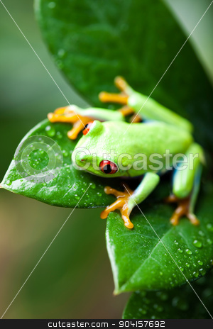 To use this stock image in your creative project, please select the size you need over to the right and click the "Add to Cart" button.
Your downloaded image will come with the Cutcaster watermark removed so don’t worry about the watermark you see on this page. Green tree frog on colorful background stock photo, Green tree frog on colorful background by Sebastian Duda