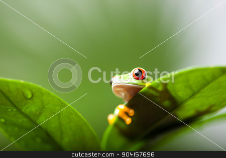 To use this stock image in your creative project, please select the size you need over to the right and click the "Add to Cart" button.
Your downloaded image will come with the Cutcaster watermark removed so don’t worry about the watermark you see on this page. Green tree frog on colorful background stock photo, Green tree frog on colorful background by Sebastian Duda