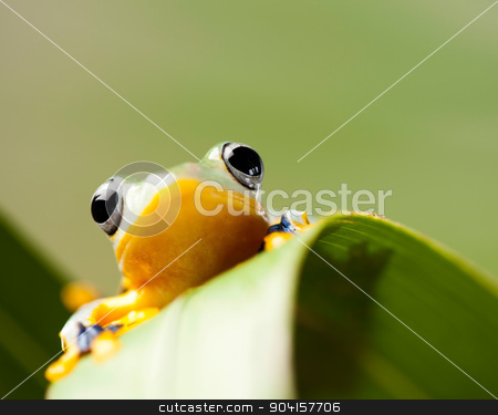 To use this stock image in your creative project, please select the size you need over to the right and click the "Add to Cart" button.
Your downloaded image will come with the Cutcaster watermark removed so don’t worry about the watermark you see on this page. Green tree frog on colorful background stock photo, Green tree frog on colorful background by Sebastian Duda