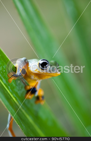 To use this stock image in your creative project, please select the size you need over to the right and click the "Add to Cart" button.
Your downloaded image will come with the Cutcaster watermark removed so don’t worry about the watermark you see on this page. Green tree frog on colorful background stock photo, Green tree frog on colorful background by Sebastian Duda
