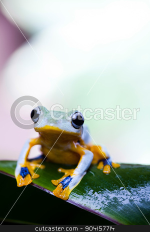 To use this stock image in your creative project, please select the size you need over to the right and click the "Add to Cart" button.
Your downloaded image will come with the Cutcaster watermark removed so don’t worry about the watermark you see on this page. Flying Frog, Rhacophorus reinwardtii on colorful background stock photo, Flying Frog, Rhacophorus reinwardtii on colorful background by Sebastian Duda