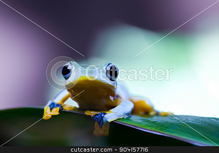 To use this stock image in your creative project, please select the size you need over to the right and click the "Add to Cart" button.
Your downloaded image will come with the Cutcaster watermark removed so don’t worry about the watermark you see on this page. Flying Frog, Rhacophorus reinwardtii on colorful background stock photo, Flying Frog, Rhacophorus reinwardtii on colorful background by Sebastian Duda