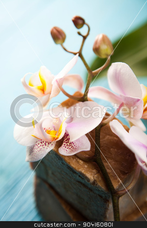 To use this stock image in your creative project, please select the size you need over to the right and click the "Add to Cart" button.
Your downloaded image will come with the Cutcaster watermark removed so don’t worry about the watermark you see on this page. Beautiful orchids, fresh and organic concept stock photo, Beautiful orchids, fresh and organic concept by Sebastian Duda