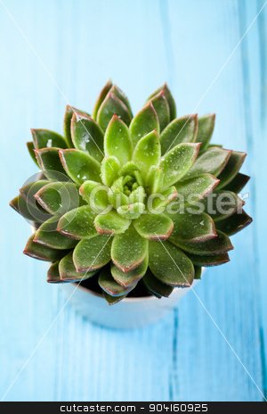 To use this stock image in your creative project, please select the size you need over to the right and click the "Add to Cart" button.
Your downloaded image will come with the Cutcaster watermark removed so don’t worry about the watermark you see on this page. Orchids,organic products, Spa, fresh and organic concept stock photo, Orchids,organic products, Spa, fresh and organic concept by Sebastian Duda