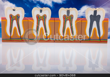 To use this stock image in your creative project, please select the size you need over to the right and click the "Add to Cart" button.
Your downloaded image will come with the Cutcaster watermark removed so don’t worry about the watermark you see on this page. Human tooth structure, bright colorful tone concept stock photo, Human tooth structure, bright colorful tone concept by Sebastian Duda