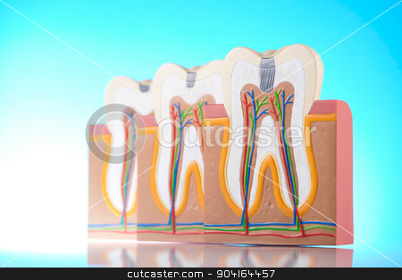 To use this stock image in your creative project, please select the size you need over to the right and click the "Add to Cart" button.
Your downloaded image will come with the Cutcaster watermark removed so don’t worry about the watermark you see on this page. Anatomy of the tooth, bright colorful tone concept stock photo, Anatomy of the tooth, bright colorful tone concept by Sebastian Duda