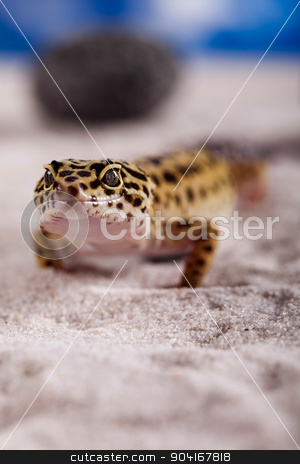 To use this stock image in your creative project, please select the size you need over to the right and click the "Add to Cart" button.
Your downloaded image will come with the Cutcaster watermark removed so don’t worry about the watermark you see on this page. Gecko, bright colorful vivid theme stock photo, Gecko, bright colorful vivid theme by Sebastian Duda