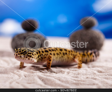 To use this stock image in your creative project, please select the size you need over to the right and click the "Add to Cart" button.
Your downloaded image will come with the Cutcaster watermark removed so don’t worry about the watermark you see on this page. Gecko, bright colorful vivid theme stock photo, Gecko, bright colorful vivid theme by Sebastian Duda