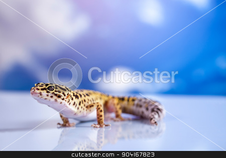 To use this stock image in your creative project, please select the size you need over to the right and click the "Add to Cart" button.
Your downloaded image will come with the Cutcaster watermark removed so don’t worry about the watermark you see on this page. Gecko, bright colorful vivid theme stock photo, Gecko, bright colorful vivid theme by Sebastian Duda