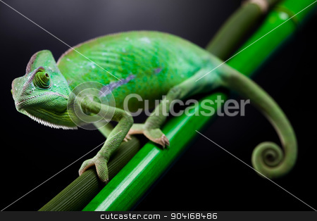 To use this stock image in your creative project, please select the size you need over to the right and click the "Add to Cart" button.
Your downloaded image will come with the Cutcaster watermark removed so don’t worry about the watermark you see on this page. Chameleon, bright vivid exotic climate stock photo, Chameleon, bright vivid exotic climate by Sebastian Duda