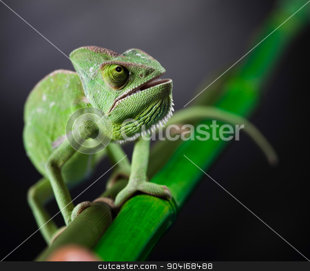 To use this stock image in your creative project, please select the size you need over to the right and click the "Add to Cart" button.
Your downloaded image will come with the Cutcaster watermark removed so don’t worry about the watermark you see on this page. Chameleon, bright vivid exotic climate stock photo, Chameleon, bright vivid exotic climate by Sebastian Duda