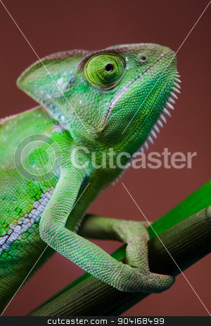 To use this stock image in your creative project, please select the size you need over to the right and click the "Add to Cart" button.
Your downloaded image will come with the Cutcaster watermark removed so don’t worry about the watermark you see on this page. Lizard families, Chameleon, bright vivid exotic climate stock photo, Lizard families, Chameleon, bright vivid exotic climate by Sebastian Duda