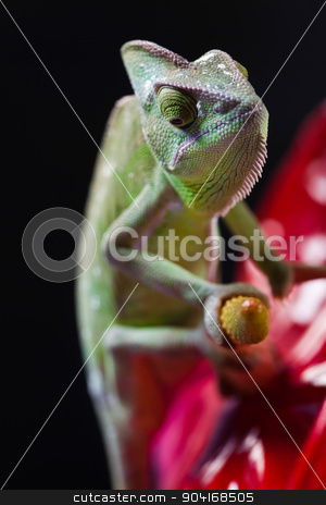 To use this stock image in your creative project, please select the size you need over to the right and click the "Add to Cart" button.
Your downloaded image will come with the Cutcaster watermark removed so don’t worry about the watermark you see on this page. Lizard families, Chameleon, bright vivid exotic climate stock photo, Lizard families, Chameleon, bright vivid exotic climate by Sebastian Duda