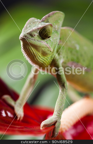 To use this stock image in your creative project, please select the size you need over to the right and click the "Add to Cart" button.
Your downloaded image will come with the Cutcaster watermark removed so don’t worry about the watermark you see on this page. Flower on chameleon, bright vivid exotic climate stock photo, Flower on chameleon, bright vivid exotic climate by Sebastian Duda