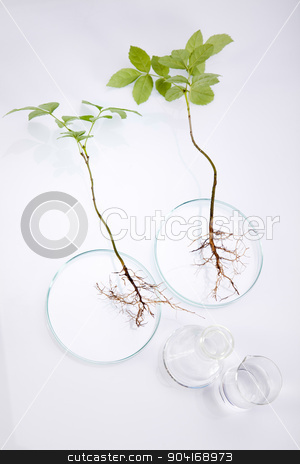 To use this stock image in your creative project, please select the size you need over to the right and click the "Add to Cart" button.
Your downloaded image will come with the Cutcaster watermark removed so don’t worry about the watermark you see on this page. Science experiment with plant laboratory stock photo, Science experiment with plant laboratory by Sebastian Duda