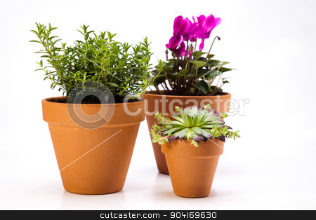 To use this stock image in your creative project, please select the size you need over to the right and click the "Add to Cart" button.
Your downloaded image will come with the Cutcaster watermark removed so don’t worry about the watermark you see on this page. Gardening equipment of green plants stock photo, Gardening equipment of green plants by Sebastian Duda