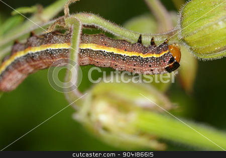 To use this stock image in your creative project, please select the size you need over to the right and click the "Add to Cart" button.
Your downloaded image will come with the Cutcaster watermark removed so don’t worry about the watermark you see on this page. Colorful caterpillar stock photo, Colorful brown yellow caterpillar on the flower. by neryx