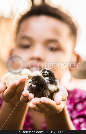To use this stock image in your creative project, please select the size you need over to the right and click the "Add to Cart" button.
Your downloaded image will come with the Cutcaster watermark removed so don’t worry about the watermark you see on this page. Girl Holding Pet Chicks stock photo, Single smiling girls holds his pet chicks by Scott Griessel
