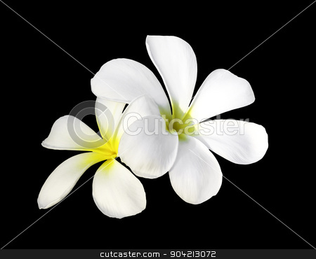To use this stock image in your creative project, please select the size you need over to the right and click the "Add to Cart" button.
Your downloaded image will come with the Cutcaster watermark removed so don’t worry about the watermark you see on this page. Two white plumeria flowers stock photo, Two white plumeria flowers isolated on black with clipping path by manusy