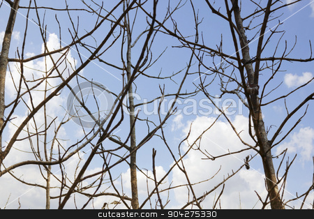 To use this stock image in your creative project, please select the size you need over to the right and click the "Add to Cart" button.
Your downloaded image will come with the Cutcaster watermark removed so don’t worry about the watermark you see on this page. pims_20100527_ml0241.jpg stock photo, Low angle view of bare trees, Jim Corbett National Park, Nainital, Uttarakhand, India by imagedb