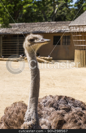 To use this stock image in your creative project, please select the size you need over to the right and click the "Add to Cart" button.
Your downloaded image will come with the Cutcaster watermark removed so don’t worry about the watermark you see on this page. Close-up of a ostrich (Struthio camelus) in a zoo stock photo, Close-up of a ostrich (Struthio camelus) in a zoo, Barcelona Zoo, Barcelona, Catalonia, Spain by imagedb