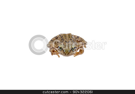 To use this stock image in your creative project, please select the size you need over to the right and click the "Add to Cart" button.
Your downloaded image will come with the Cutcaster watermark removed so don’t worry about the watermark you see on this page. Frog on white background stock photo, European frog on white background by neryx