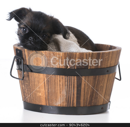 To use this stock image in your creative project, please select the size you need over to the right and click the "Add to Cart" button.
Your downloaded image will come with the Cutcaster watermark removed so don’t worry about the watermark you see on this page. cute puppy stock photo, cute puppy - brussels griffon inside a wooden bucket on white background by John McAllister