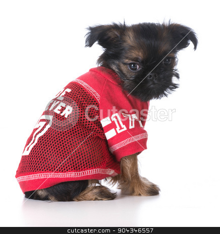 To use this stock image in your creative project, please select the size you need over to the right and click the "Add to Cart" button.
Your downloaded image will come with the Cutcaster watermark removed so don’t worry about the watermark you see on this page. cute sports puppy stock photo, young brussels griffon puppy wearing red sports jersey on white background by John McAllister