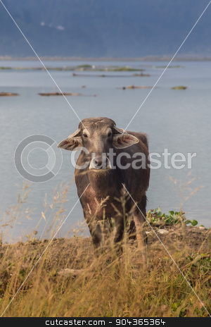 To use this stock image in your creative project, please select the size you need over to the right and click the "Add to Cart" button.
Your downloaded image will come with the Cutcaster watermark removed so don’t worry about the watermark you see on this page. Portrait of domestic buffalo in Nepal stock photo, Portrait of domestic buffalo in Nepal 2 by Vassiliy Kochetkov