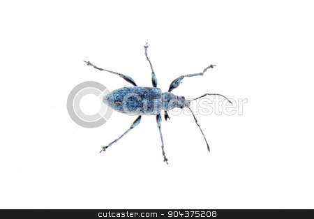 To use this stock image in your creative project, please select the size you need over to the right and click the "Add to Cart" button.
Your downloaded image will come with the Cutcaster watermark removed so don’t worry about the watermark you see on this page. Blue bug on a white background stock photo, Blue bug isolated on a white background by neryx