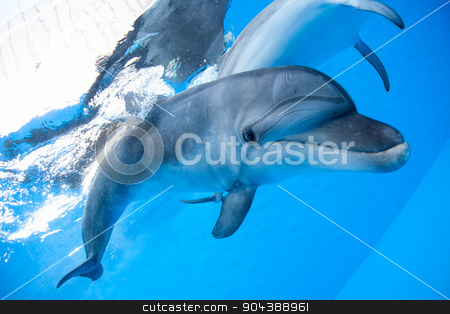 To use this stock image in your creative project, please select the size you need over to the right and click the "Add to Cart" button.
Your downloaded image will come with the Cutcaster watermark removed so don’t worry about the watermark you see on this page. Dolphin swims under the water stock photo, Dolphin swims under the water and looking at the camera by bezikus