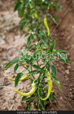 To use this stock image in your creative project, please select the size you need over to the right and click the "Add to Cart" button.
Your downloaded image will come with the Cutcaster watermark removed so don’t worry about the watermark you see on this page. Green Chili Pepper Plant stock photo, Green chili pepper plant with ripening fruits in the field by OZMedia
